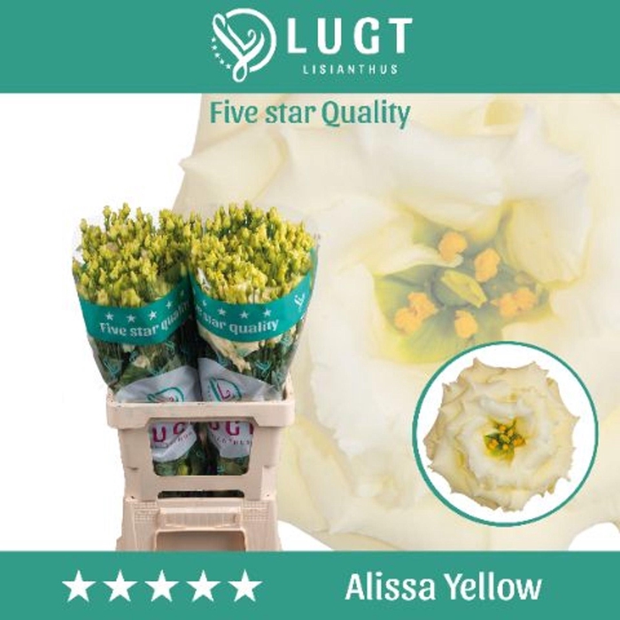 <h4>EUSTOMA RUSS. DU 'ALISSA YELLOW'</h4>