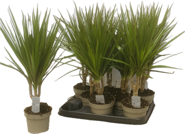 <h4>DRA MARGINATA</h4>