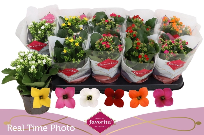 <h4>KAL EN GEM 6 KL</h4>