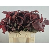 CORYL  ROTER ZELLE