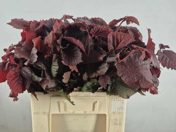 CORYL  ROTER ZELLE