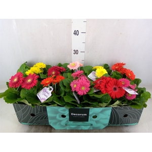 Gerbera  'Sundayz'   ...mix
