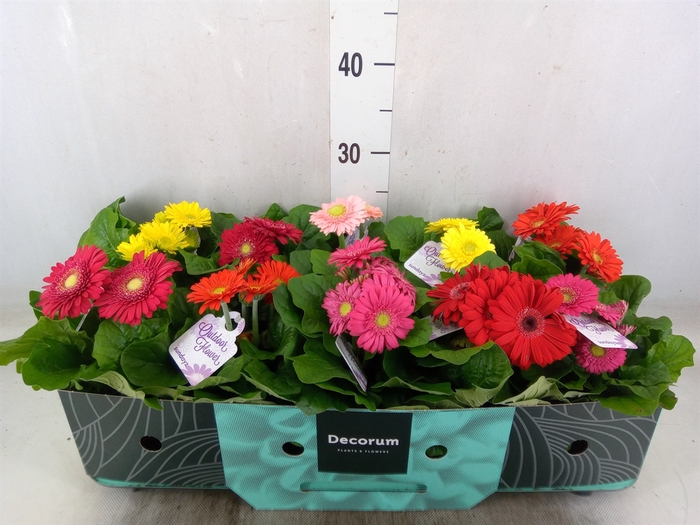 <h4>Gerbera  'Sundayz'   ...mix</h4>