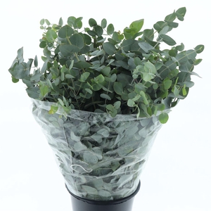 EUCA CINEREA LONG 400GRAMS