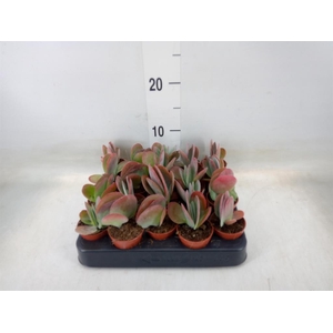 Kalanchoe NF thyrsiflora