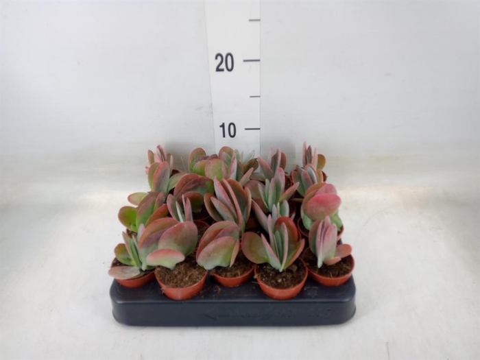 <h4>Kalanchoe NF thyrsiflora</h4>