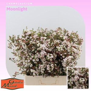 Chamelaucium Moonlight