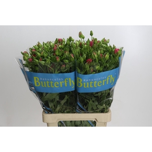 Ranunculus Butterfly Lycia