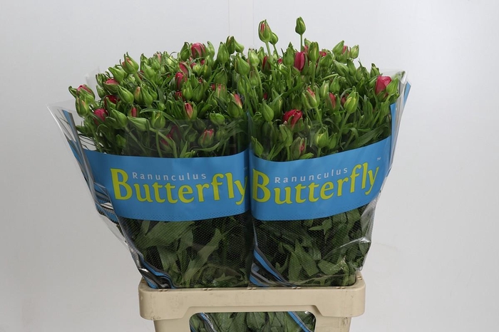 <h4>Ranunculus Butterfly Lycia</h4>