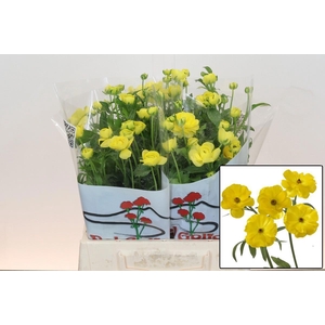 RAN BUTTERFL PHYTALO