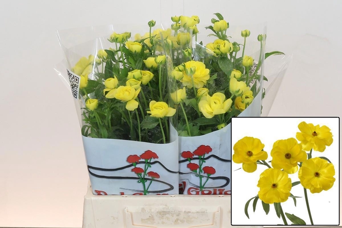 <h4>RAN BUTTERFL PHYTALO</h4>