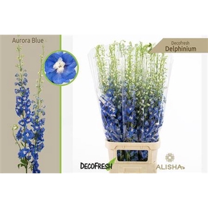 Delphinium El Aurora Blue