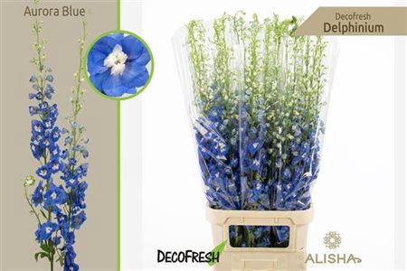 <h4>Delphinium El Aurora Blue</h4>