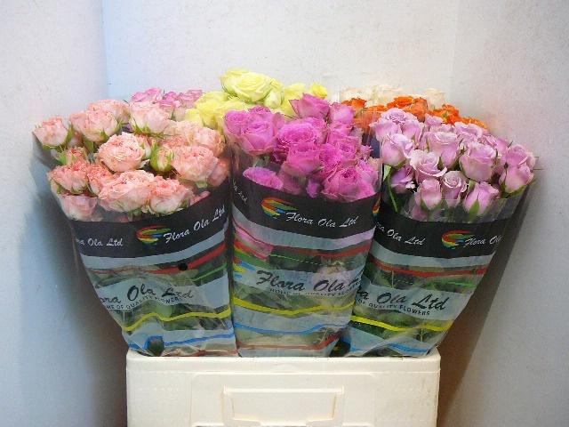 <h4>R TR GEM IN FUST</h4>