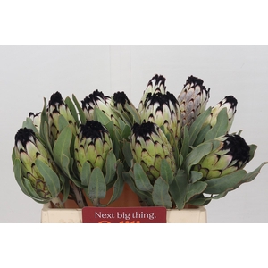 Protea Niobe