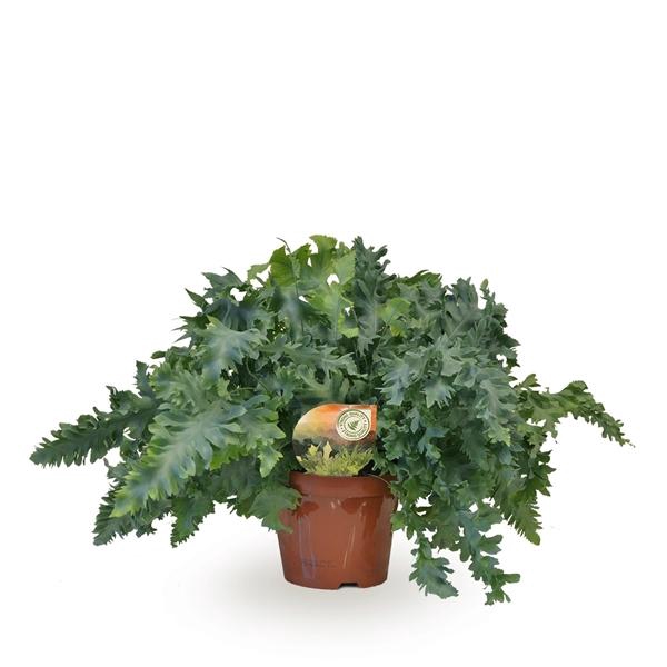 <h4>Phlebodium aureum Davana</h4>