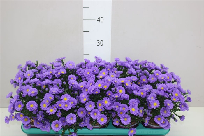 <h4>Aster Magic Purple</h4>