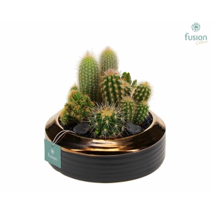 Schaal keramiek brons Medium met Cactussen