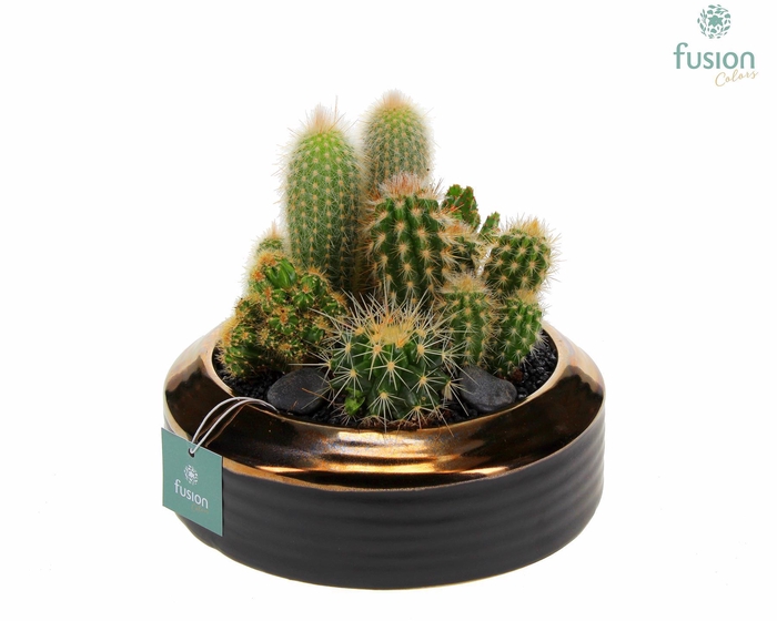 <h4>Schaal keramiek brons Medium met Cactussen</h4>