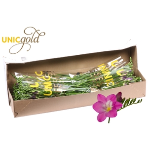 UG Barendse - Costa 5x20 box