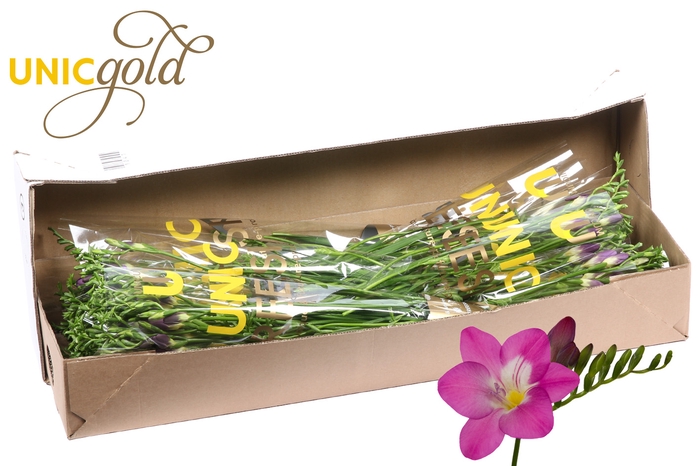 <h4>UG Barendse - Costa 5x20 box</h4>