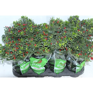 PIMENTA MALAGUETINHA P14
