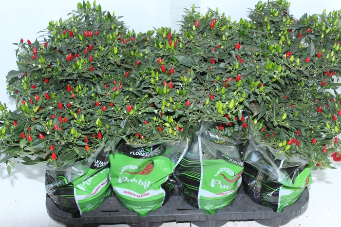 <h4>PIMENTA MALAGUETINHA P14</h4>