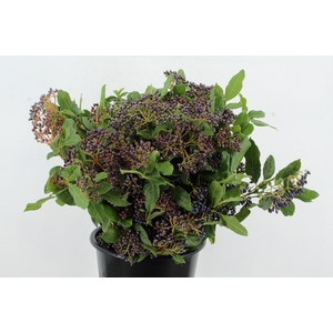 VIBURNUM TINUS BERRY 250GR
