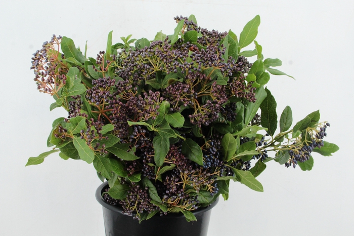 <h4>VIBURNUM TINUS BERRY 250GR</h4>