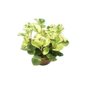 PEPEROMIA MARMORATA C21