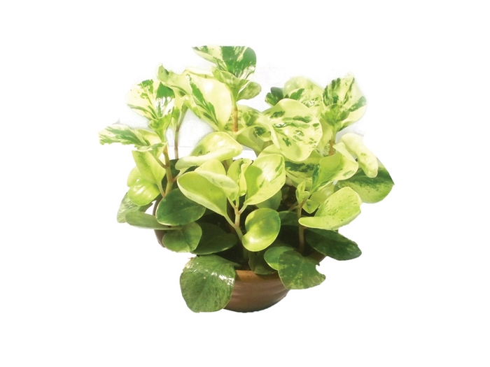 <h4>PEPEROMIA MARMORATA C21</h4>