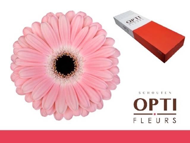 <h4>GE GR DULCIE</h4>