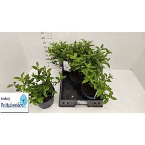 HYDR PANICULATA