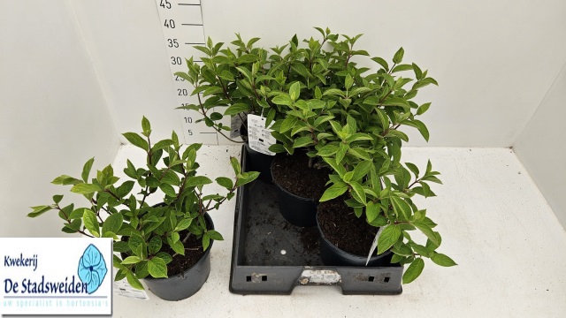 <h4>HYDR PANICULATA</h4>