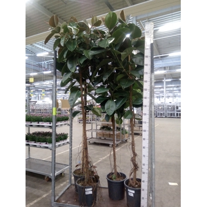 Ficus elastica 'Robusta'