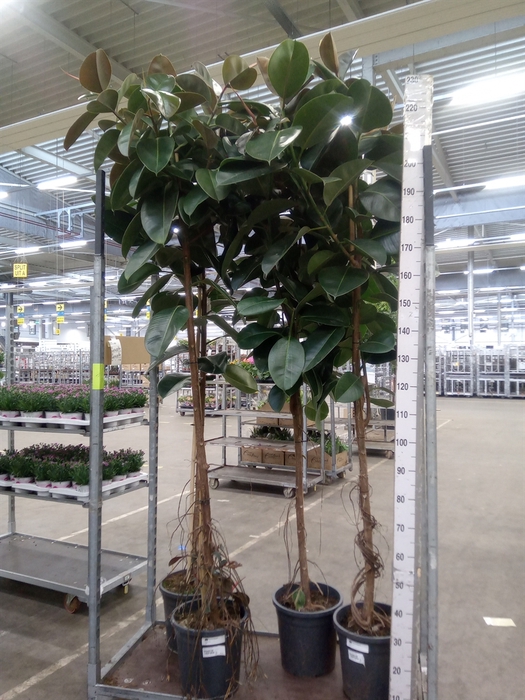 <h4>Ficus elastica 'Robusta'</h4>