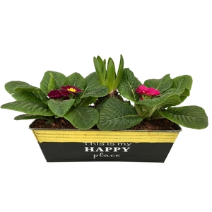 Primula Happy Zink rechthoek 2x Prim + Hyacint 645