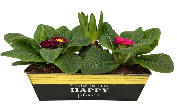 <h4>Primula Happy Zink rechthoek 2x Prim + Hyacint 645</h4>