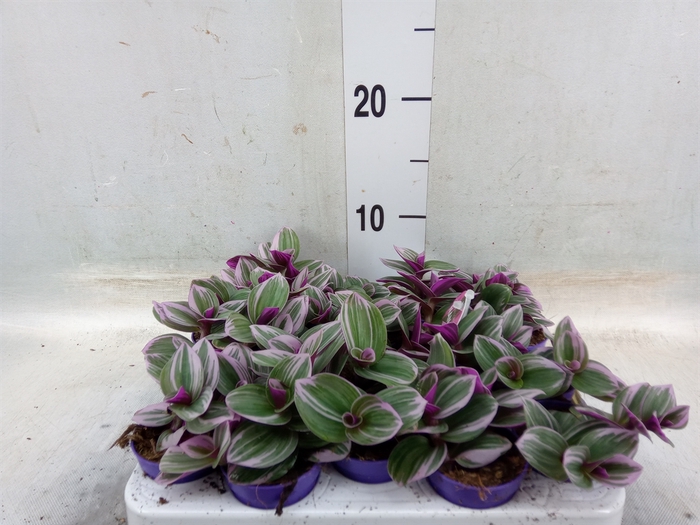 <h4>Tradescantia albif. 'Nanouk'</h4>