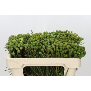 Kaaps Groen Baubles Young