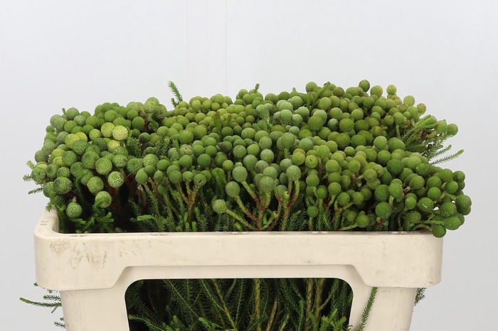 <h4>Kaaps Groen Baubles Young</h4>