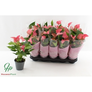 ANTHU FL ROMANTICO