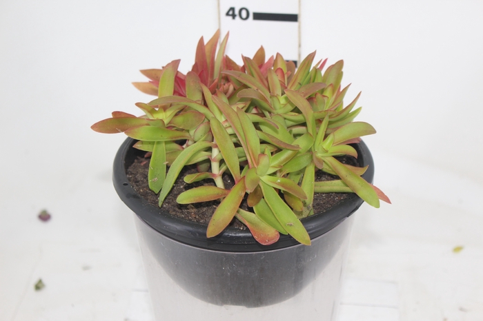 <h4>SUCULENTAS CRASSULA CAPITELLA CAMPFIRE C21</h4>