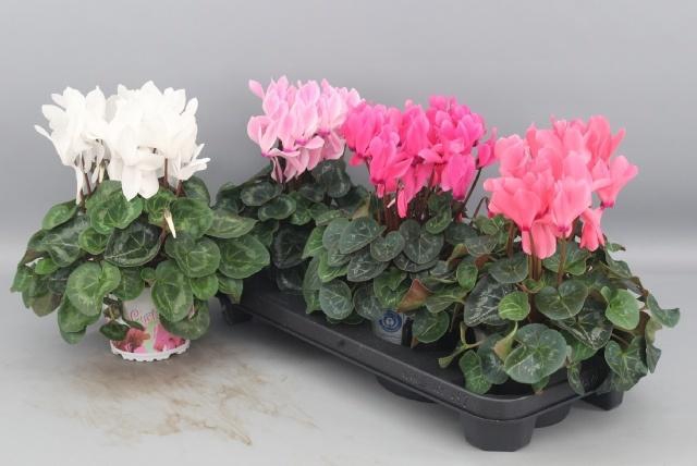 <h4>CYCL GR SUP XL</h4>