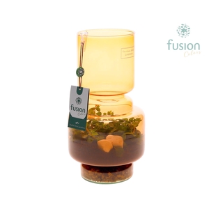 Green Bottle Lotte Medium bruin met Peperomia