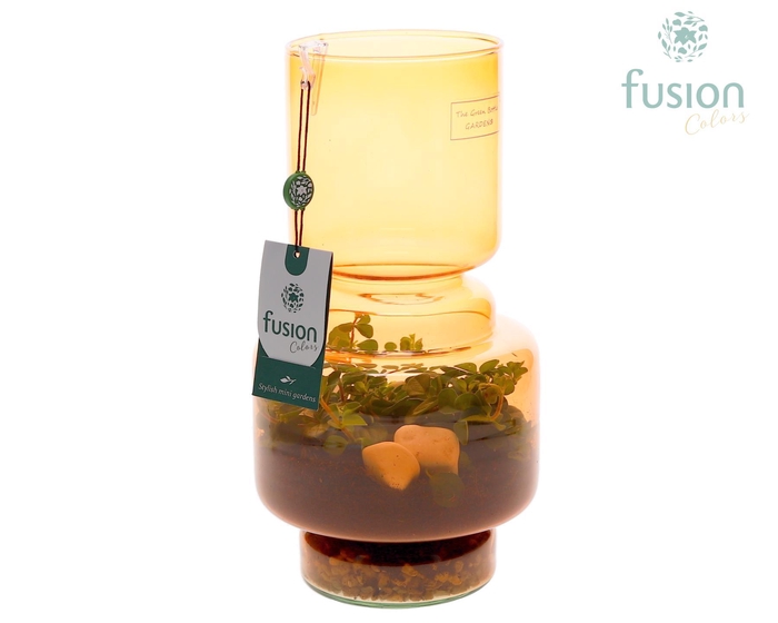 <h4>Green Bottle Lotte Medium bruin met Peperomia</h4>