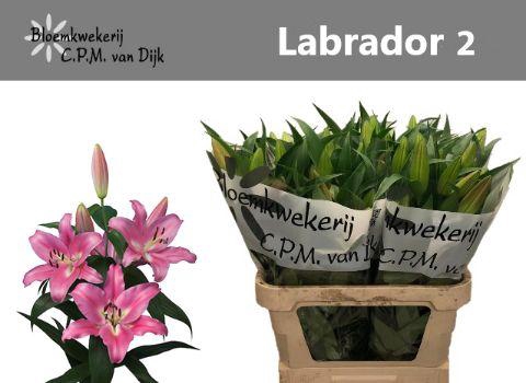 <h4>LI OT LABRADOR</h4>