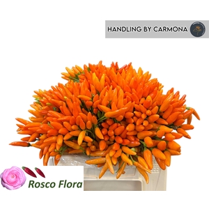 CAP ORANGE FIRE