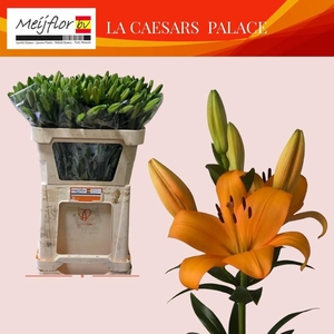 LI LA CAESARS PALACE