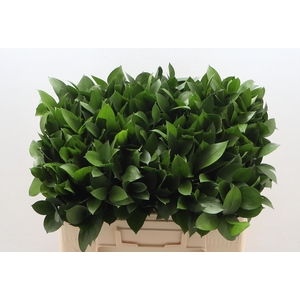 RUSCUS HYPOPHYLLUM
